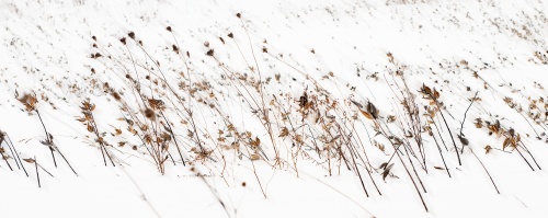 Mono Mills Snow Reeds